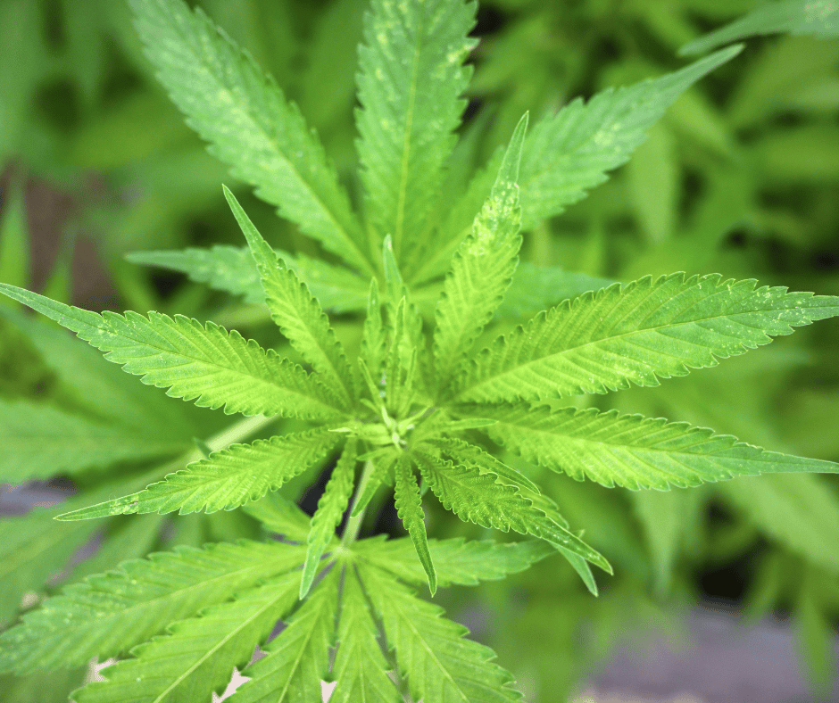 Cannabisplant. Wat is het verschil tussen hennep, cannabis en wiet?